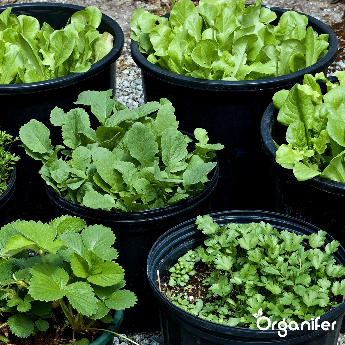 Organifer Vegan Plant-based Fertiliser (20x = 400 kg - for 4.000 m2) 8719958999459 5