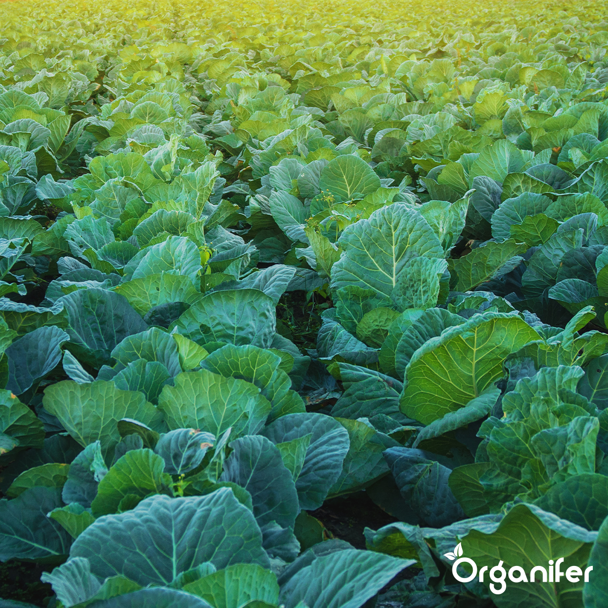 Organifer Vegan Plant-based Fertiliser (20x = 400 kg - for 4.000 m2) 8719958999459 7