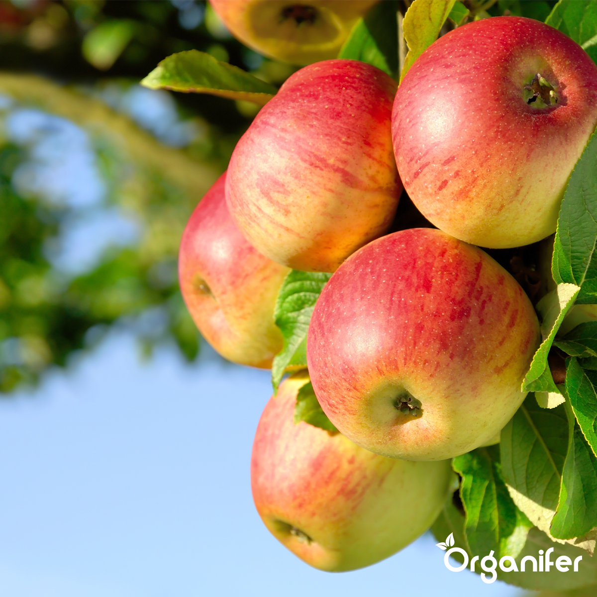 Organifer Vegan Plant-based Fertiliser (40x = 800 kg - for 8.000 m2) 8719958999442 11