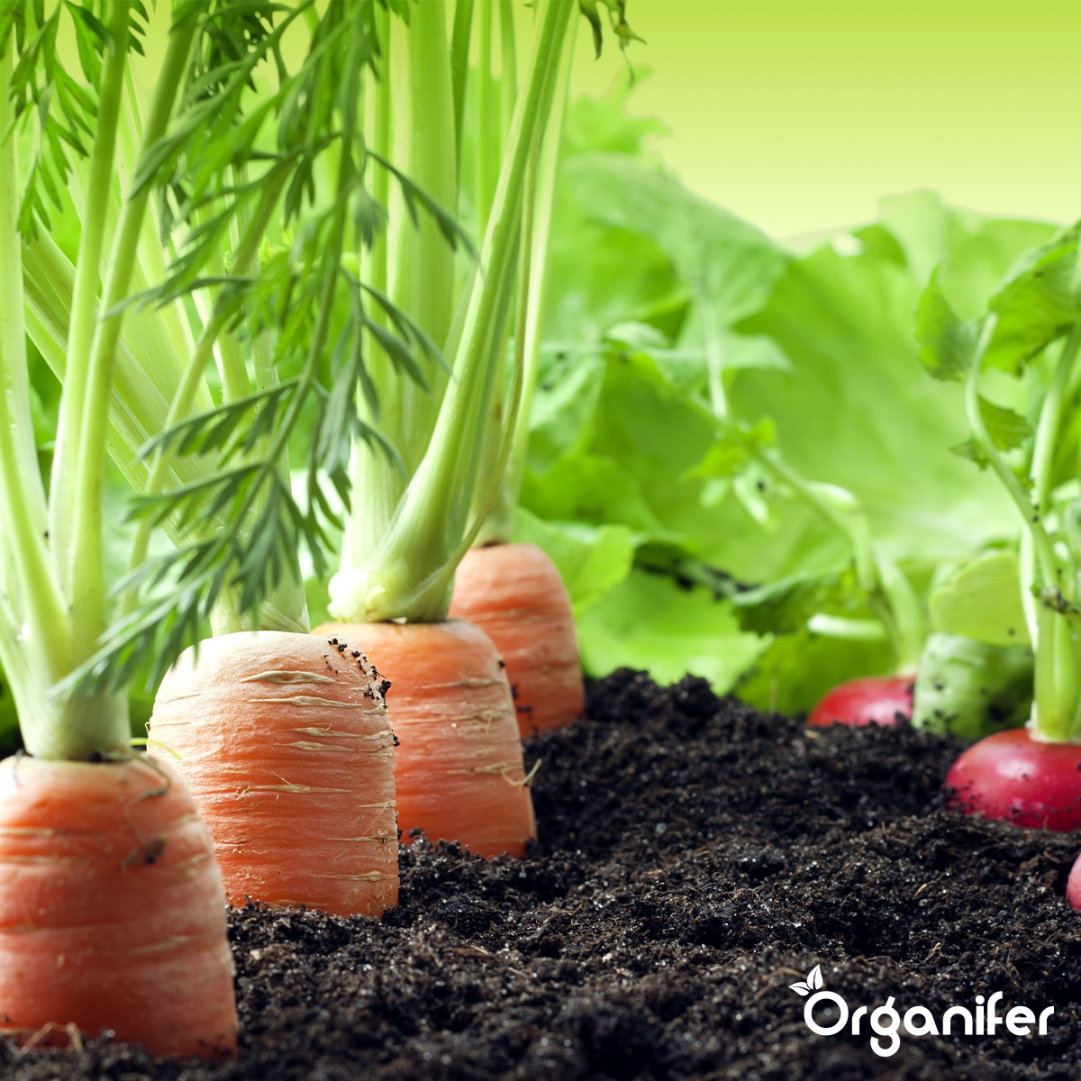Organifer Vegan Plant-based Fertiliser (40x = 800 kg - for 8.000 m2) 8719958999442 12
