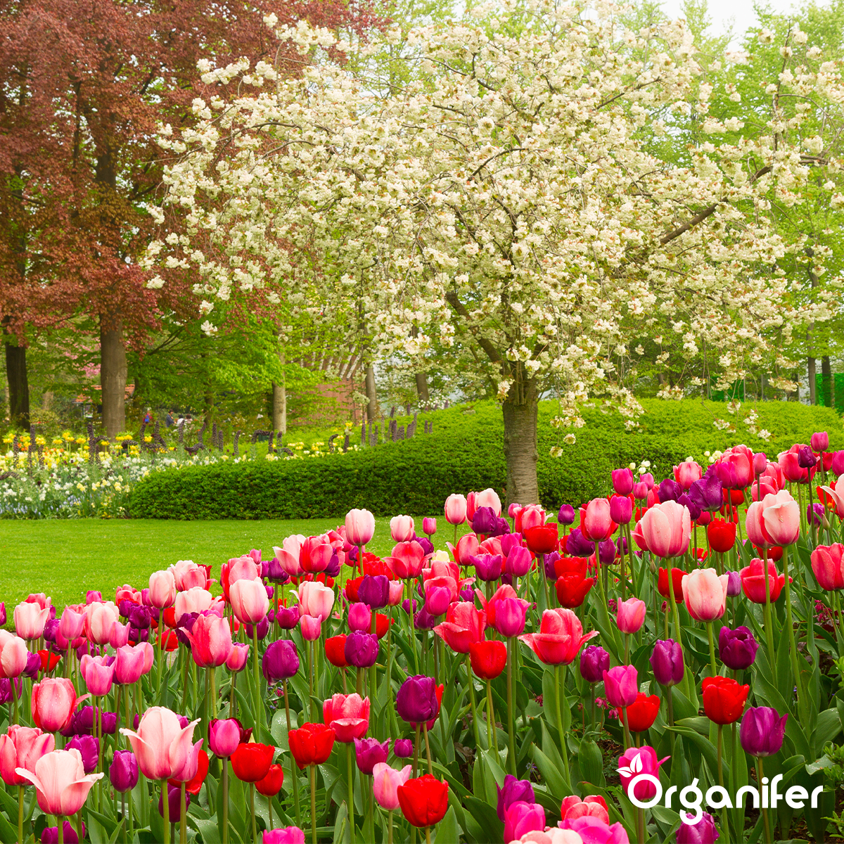 Organifer Vegan Plant-based Fertiliser (40x = 800 kg - for 8.000 m2) 8719958999442 8