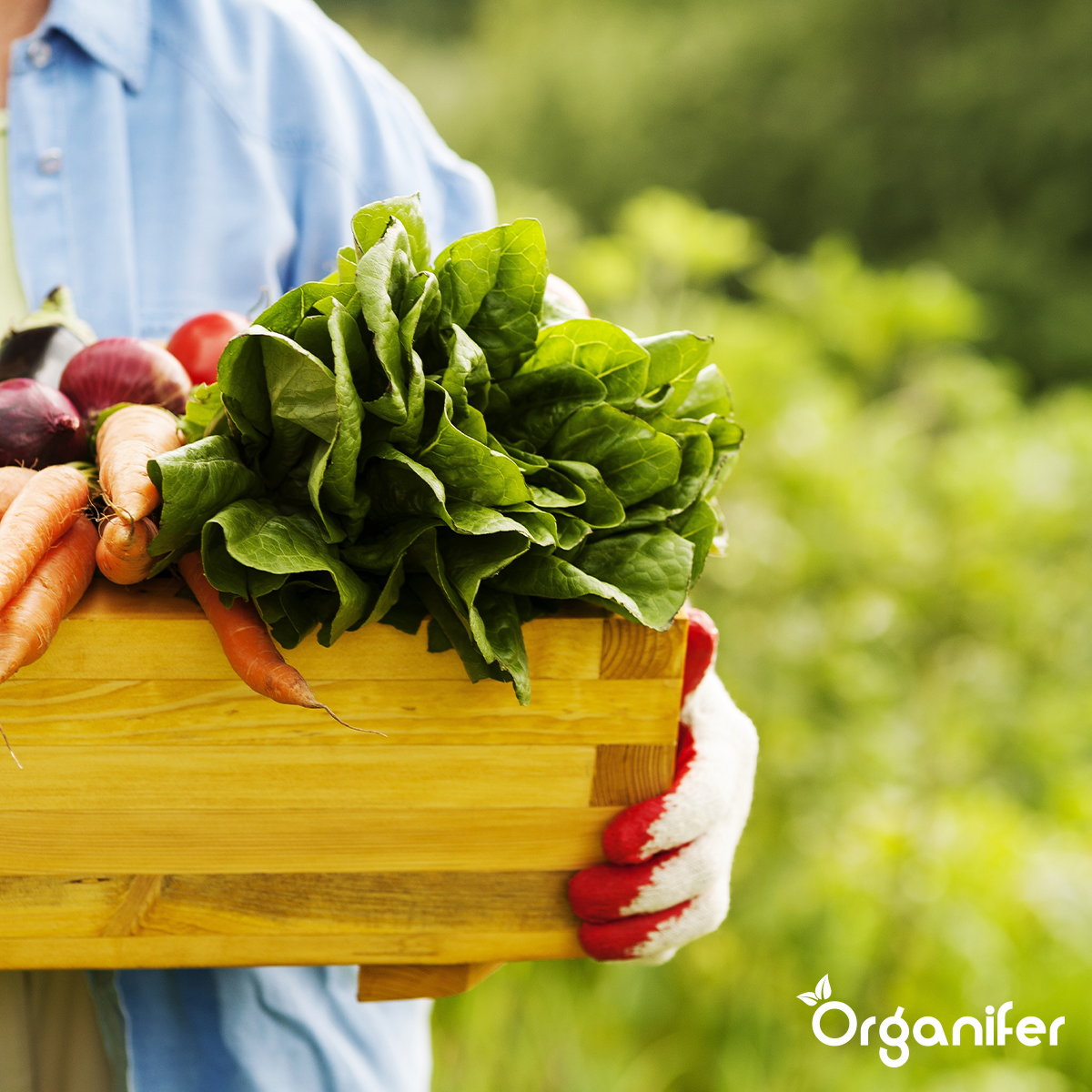 Organifer Vegan Plant-based Fertiliser (5 kg - for 50 m2) 8719958999527 6