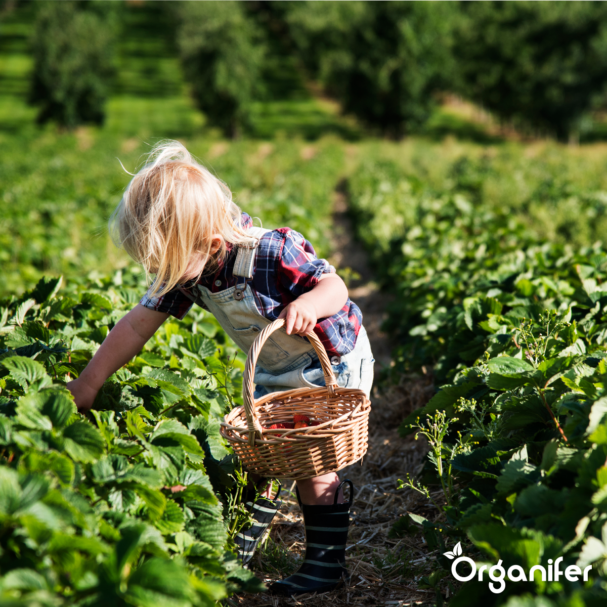 Organifer Vegan Plant-based Fertiliser (Big Bag 1000 kg - for 10.000 m2) 8719958999473 9