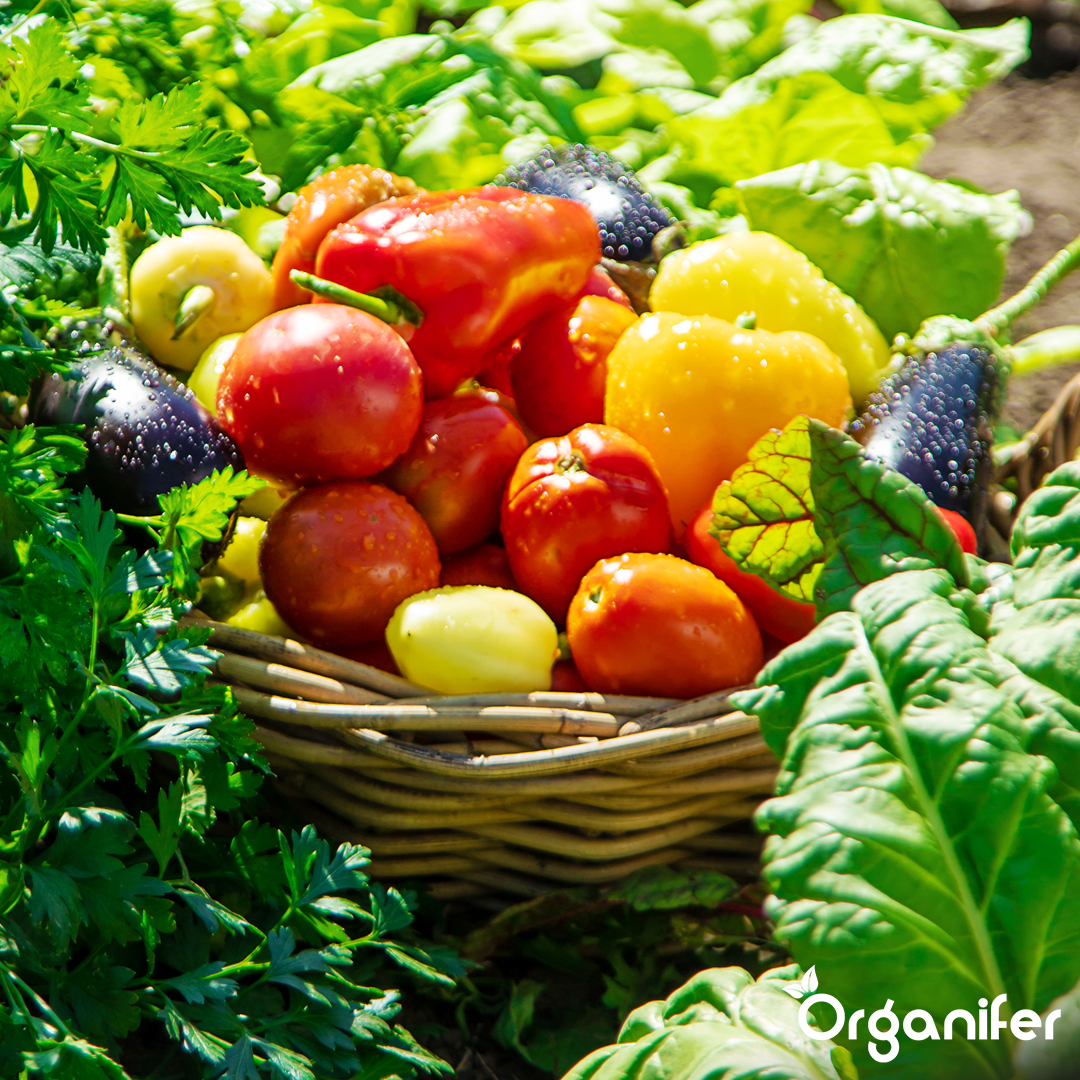 organifer-vegetable-liquid-fertiliser-2l