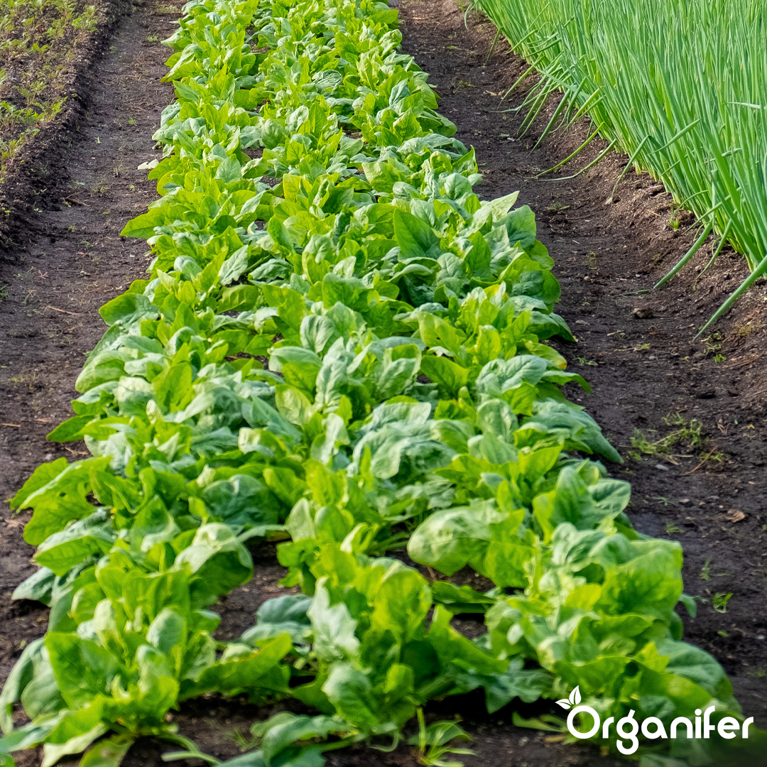 organifer-vegetable-liquid-fertiliser