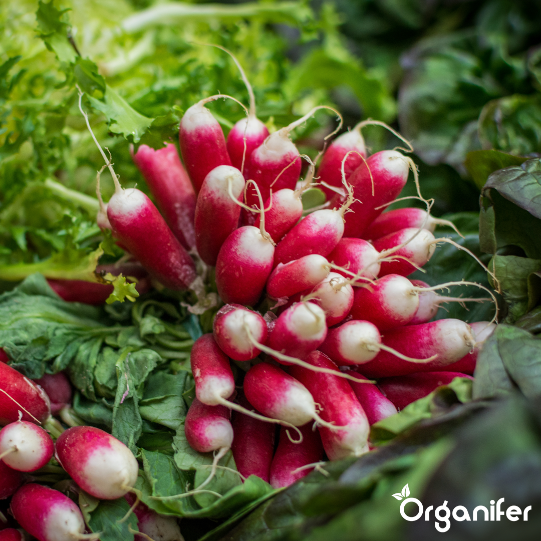 organifer-vegetable-liquid-fertiliser