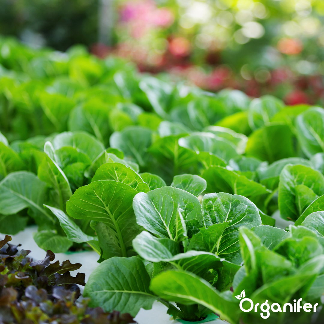 organifer-vegetable-liquid-fertiliser
