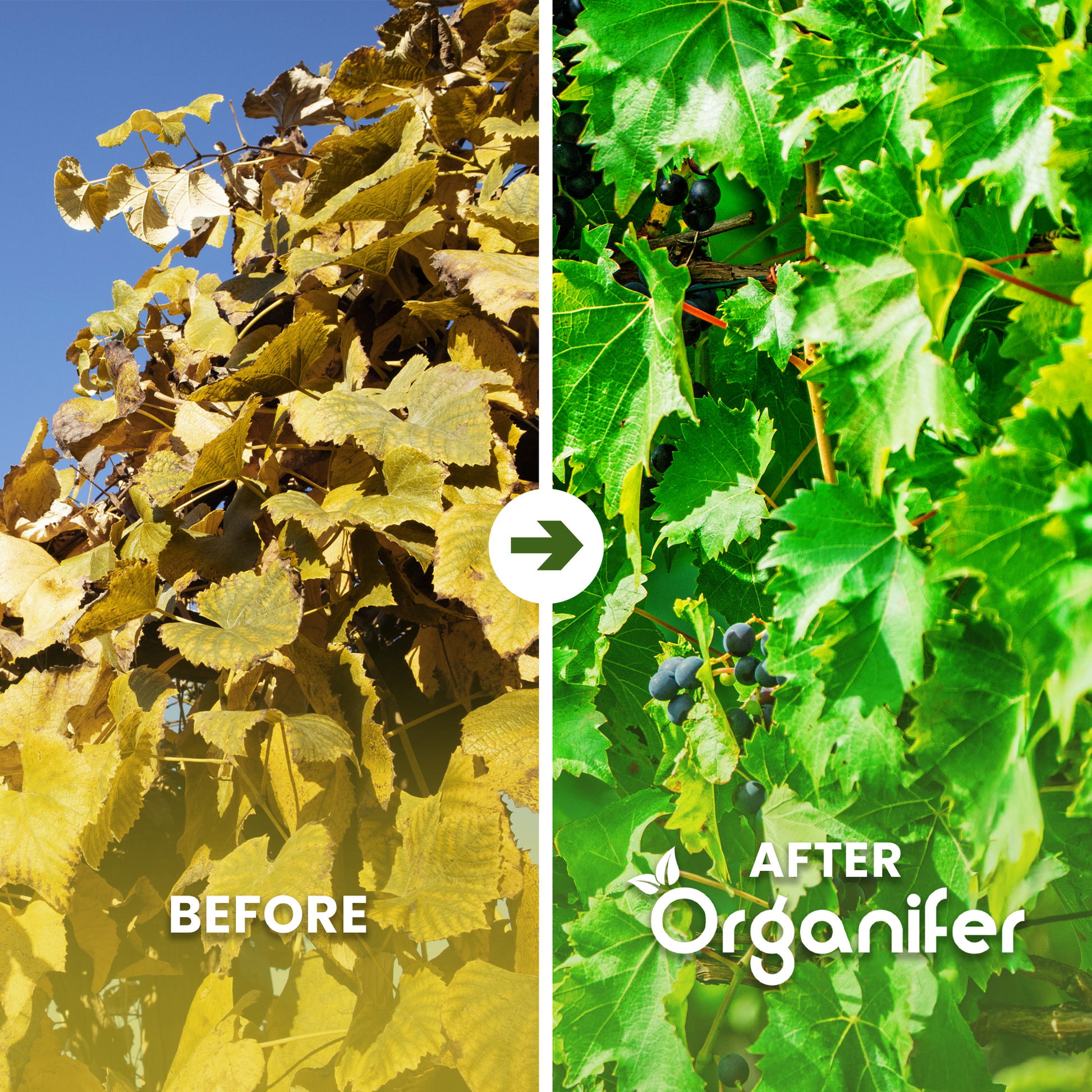 organifer-vine_before_after_english