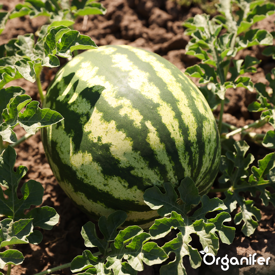 organifer-watermelon-liquid-fertiliser