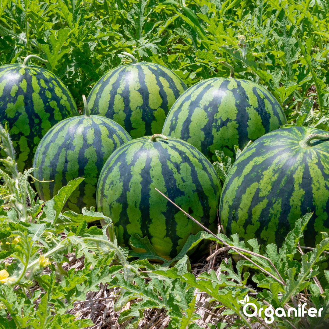 organifer-watermelon-liquid-fertiliser