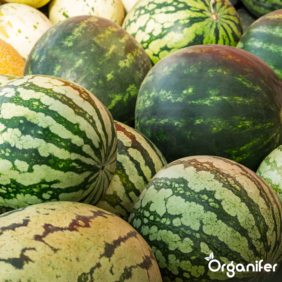 organifer-watermelon-liquid-fertiliser