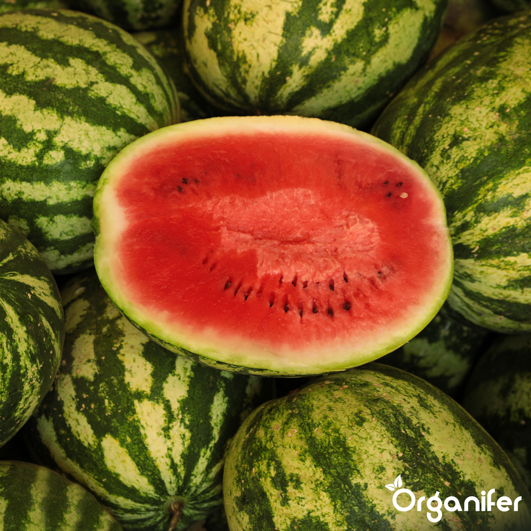 organifer-watermelon-liquid-fertiliser