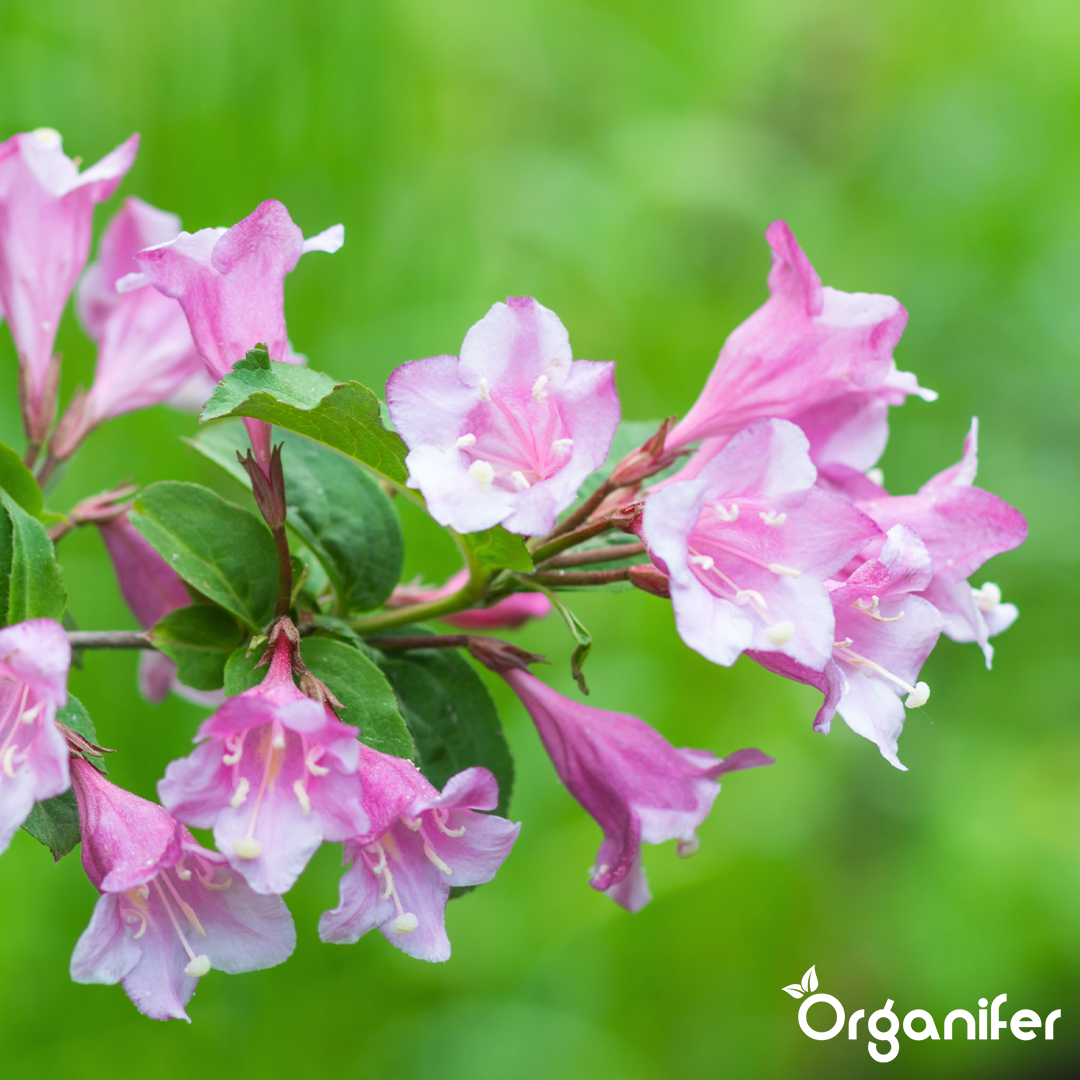 organifer-weigela-liquid-fertiliser_4