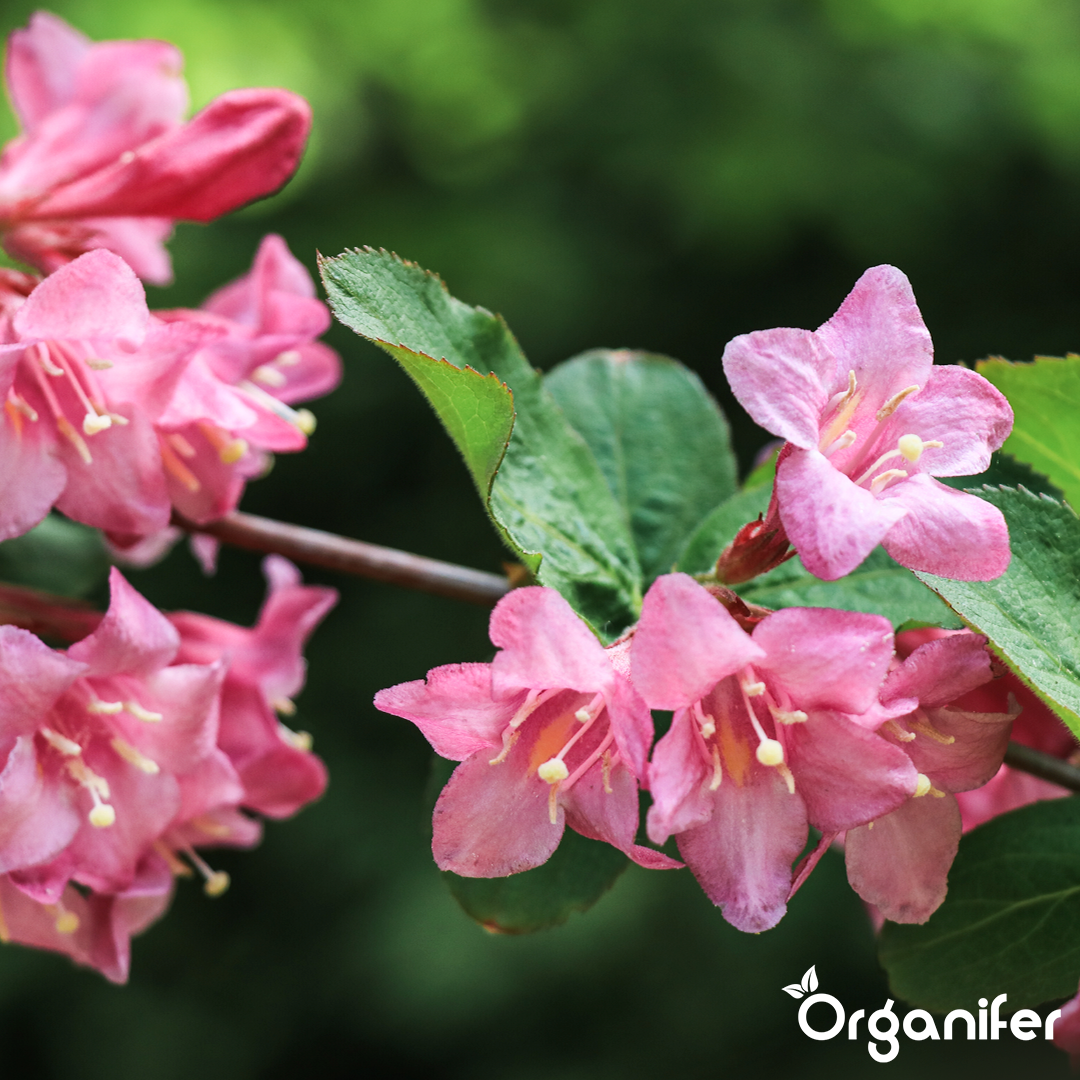 weigela_comparison_english