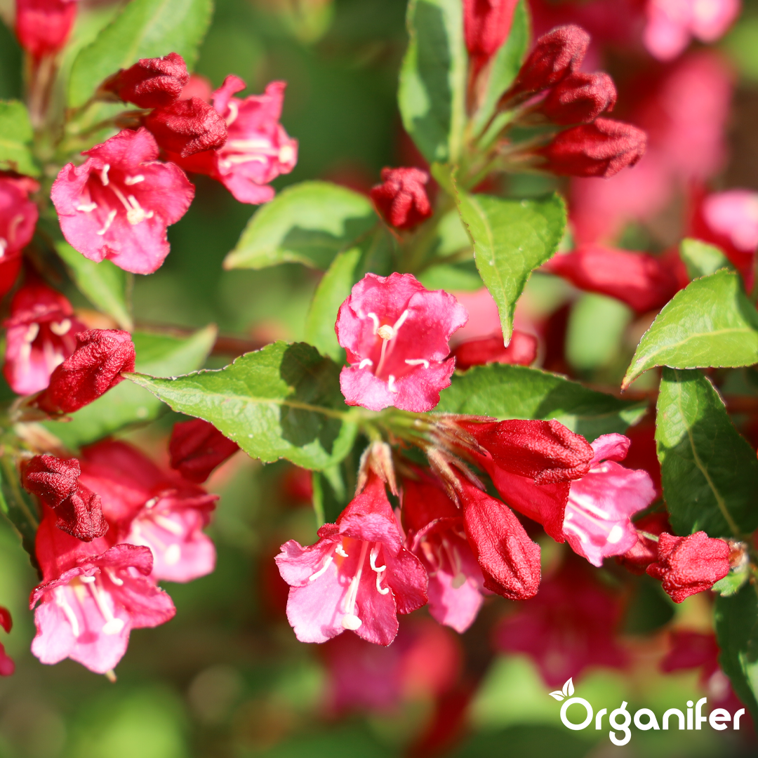 organifer-weigela-liquid-fertiliser_5