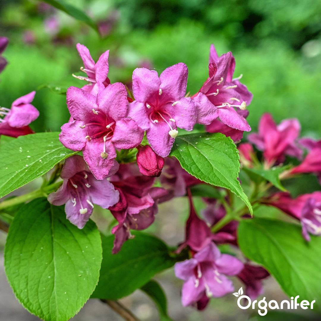 organifer-weigela-liquid-fertiliser_5_6