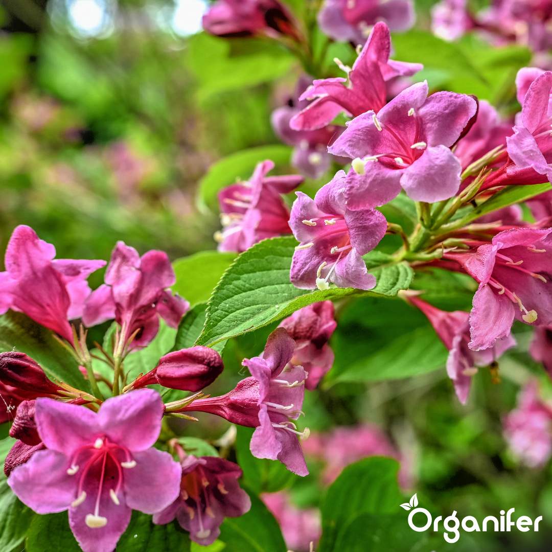 organifer-weigela-liquid-fertiliser_7_5