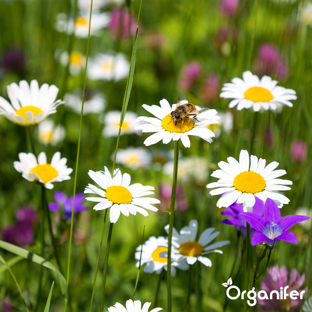 Wildbloemenmengsel – Biodiversity – 62 soorten Organifer