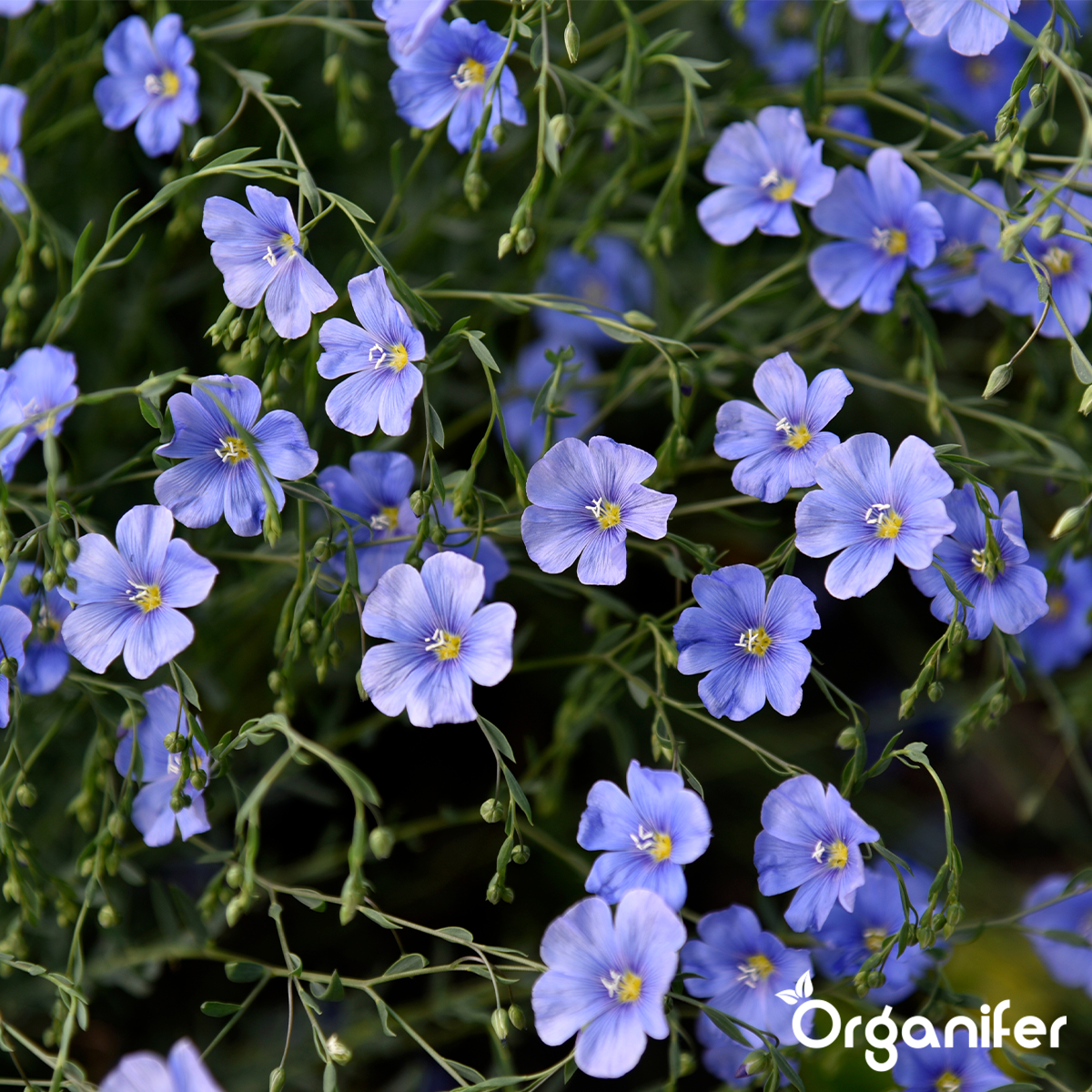 Wildbloemenmengsel – Biodiversity – 62 soorten Organifer