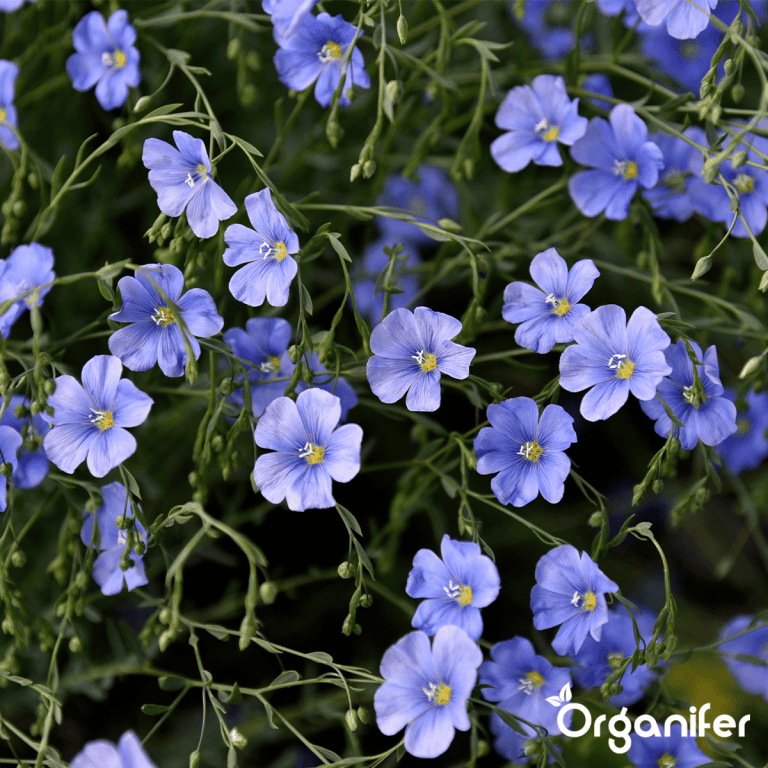 organifer_wildflower_mix_biodiversity