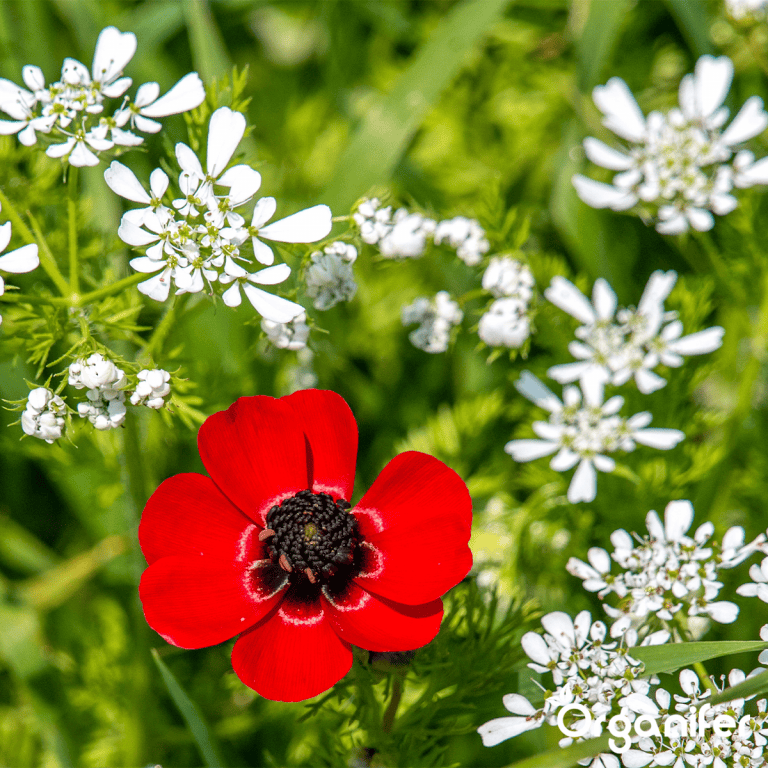 organifer_wildflower_mix_biodiversity