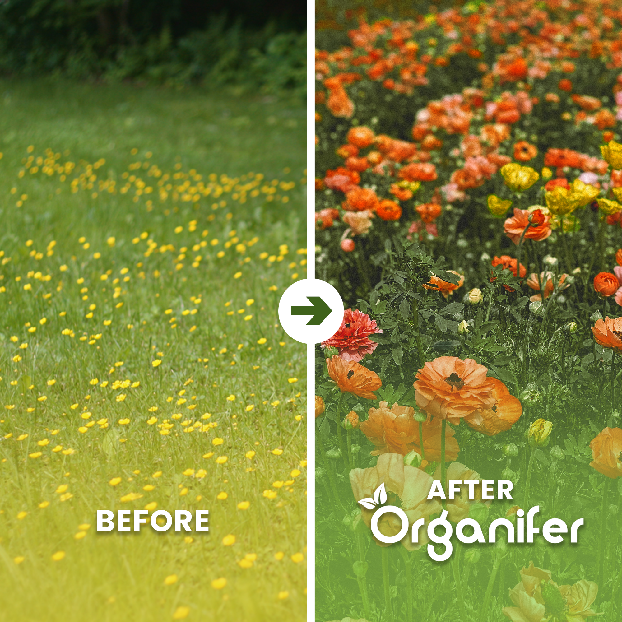 organifer_wildflower_mix_biodiversity _before_after