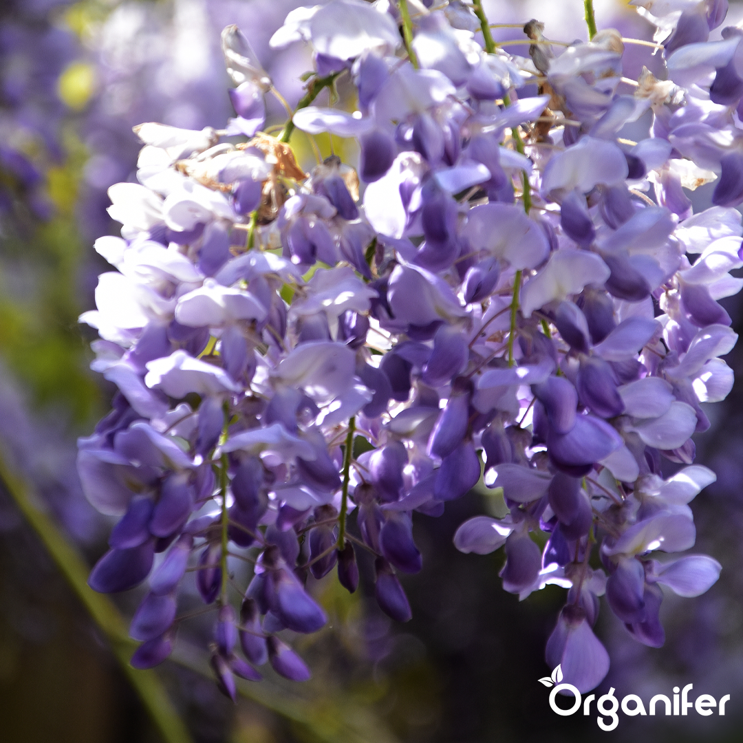 organifer-wisteria-liquid-fertiliser