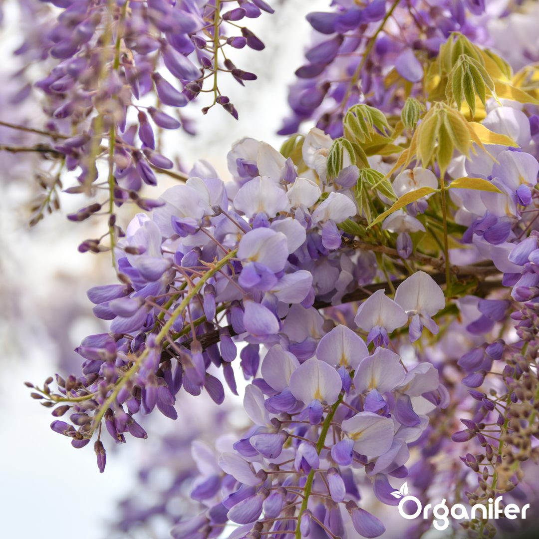 organifer-wisteria-liquid-fertiliser