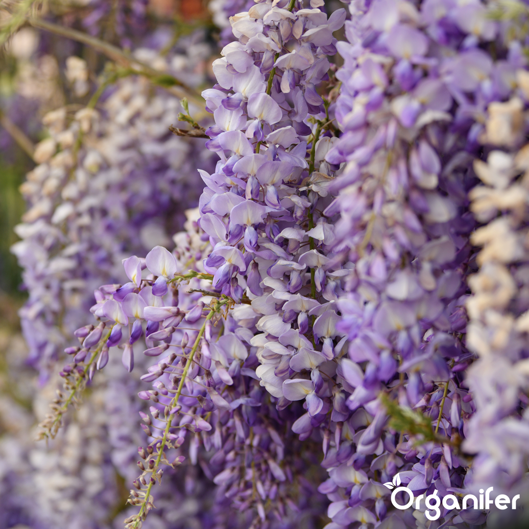 organifer-wisteria-liquid-fertiliser_4