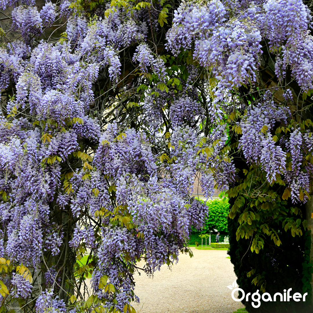 organifer-wisteria-liquid-fertiliser_8