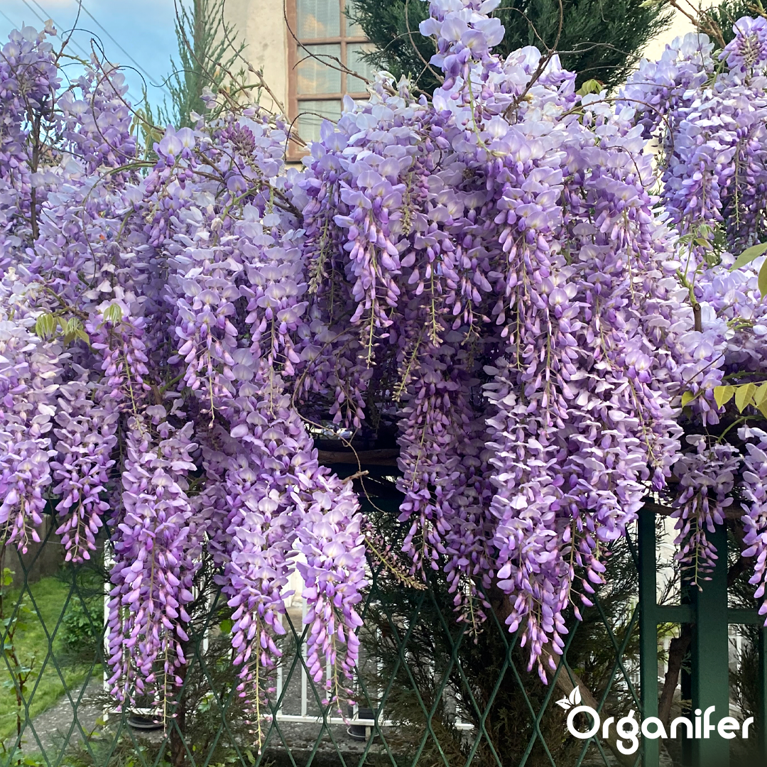 Organifer