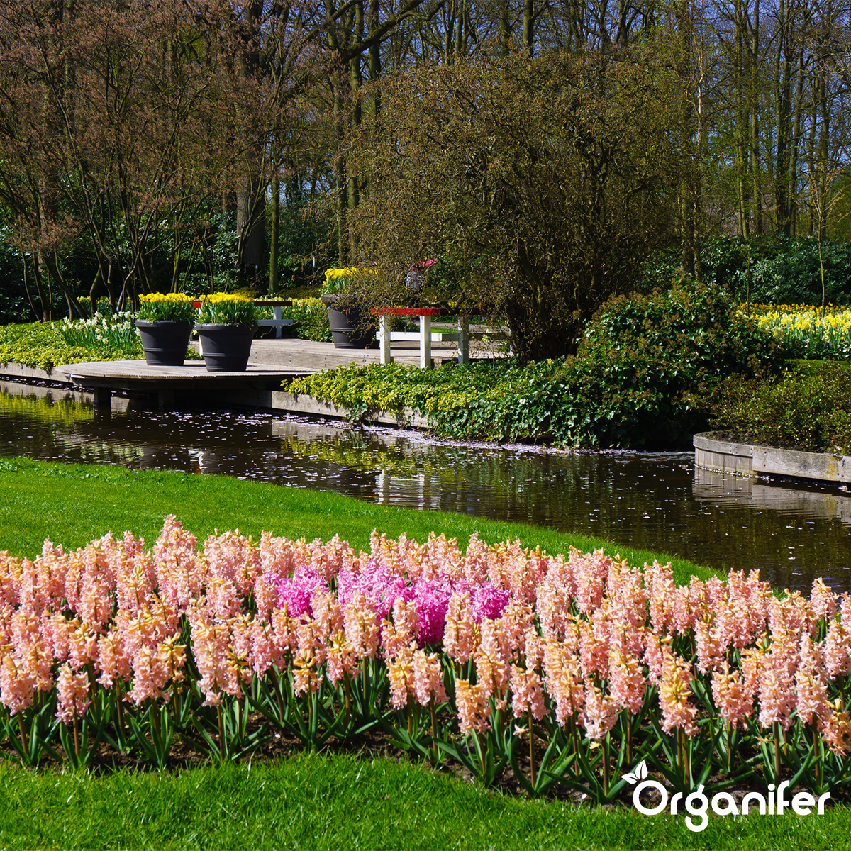koemestkorrels tuin Nederland Organifer 1