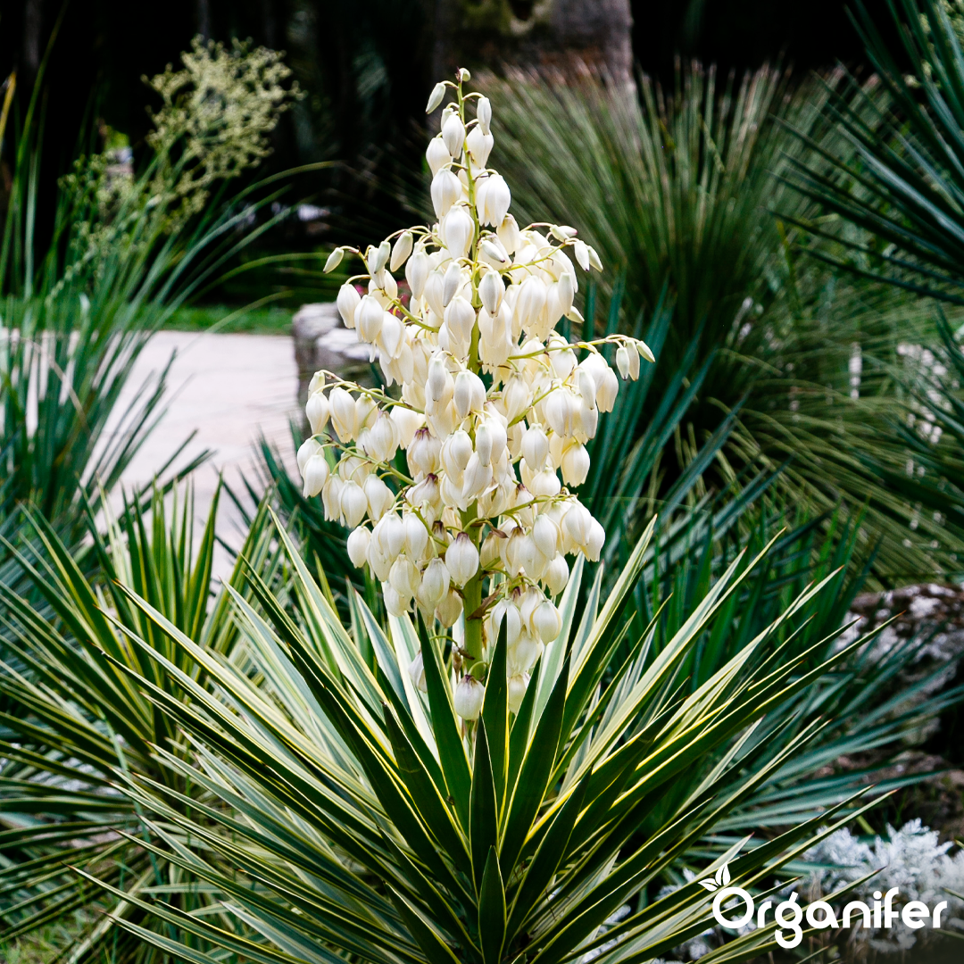 organifer-yucca-liquid-fertiliser