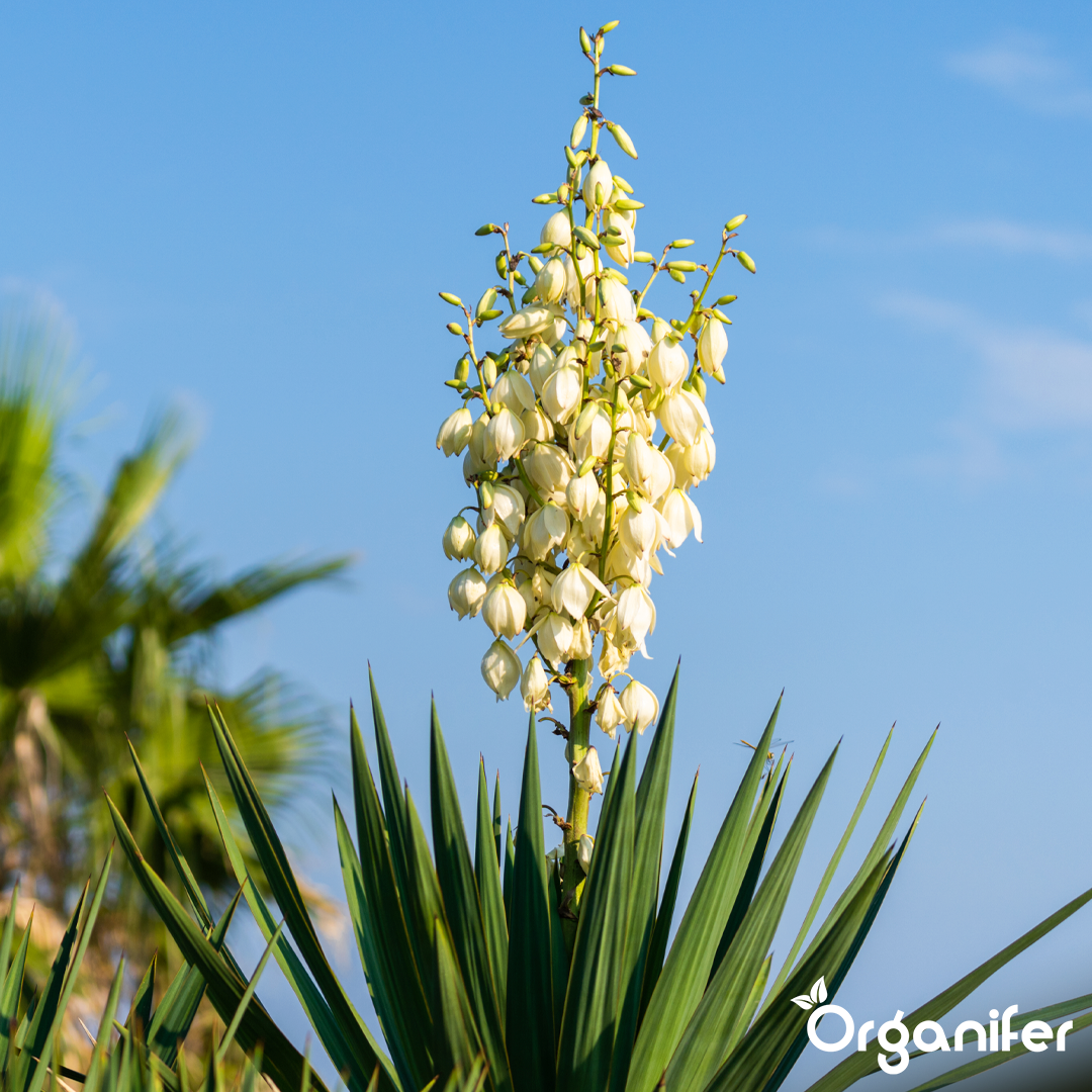 organifer-yucca-liquid-fertiliser
