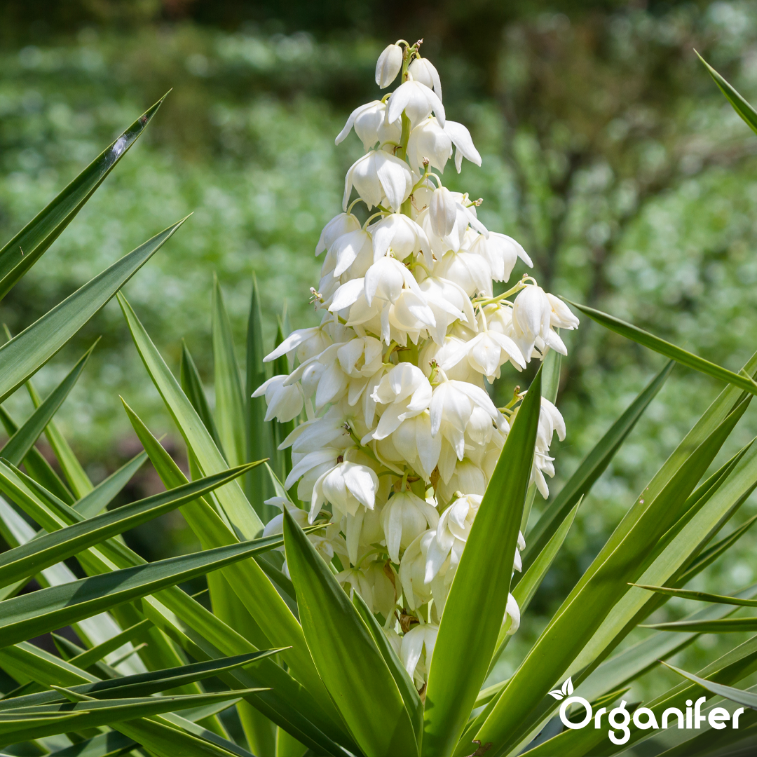 organifer-yucca-liquid-fertiliser
