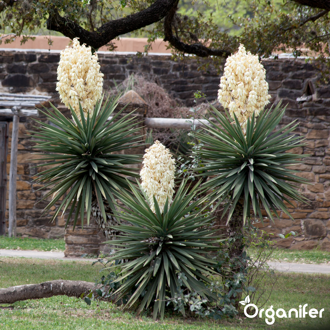 organifer-yucca-liquid-fertiliser