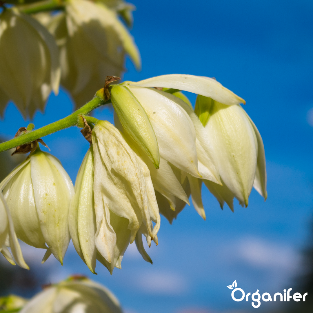 organifer-yucca-liquid-fertiliser