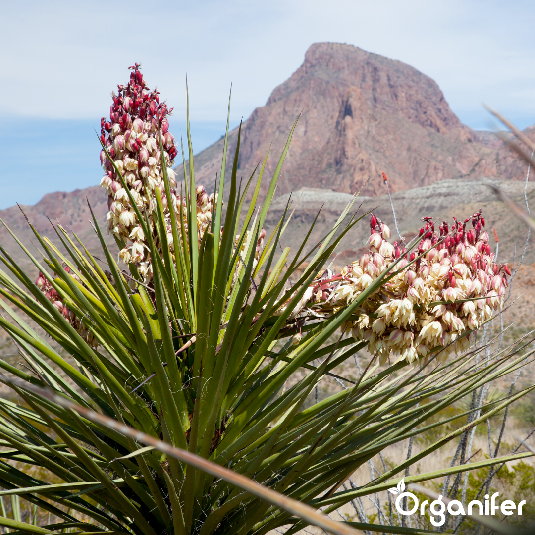 organifer-yucca-liquid-fertiliser