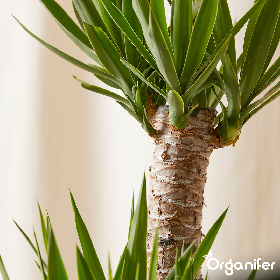 organifer-yucca-palm-liquid-fertiliser