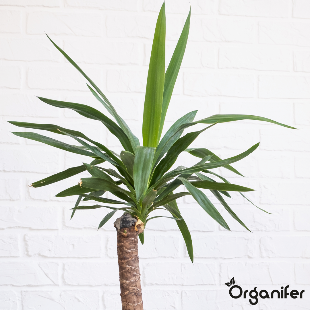 organifer-yucca-palm-liquid-fertiliser