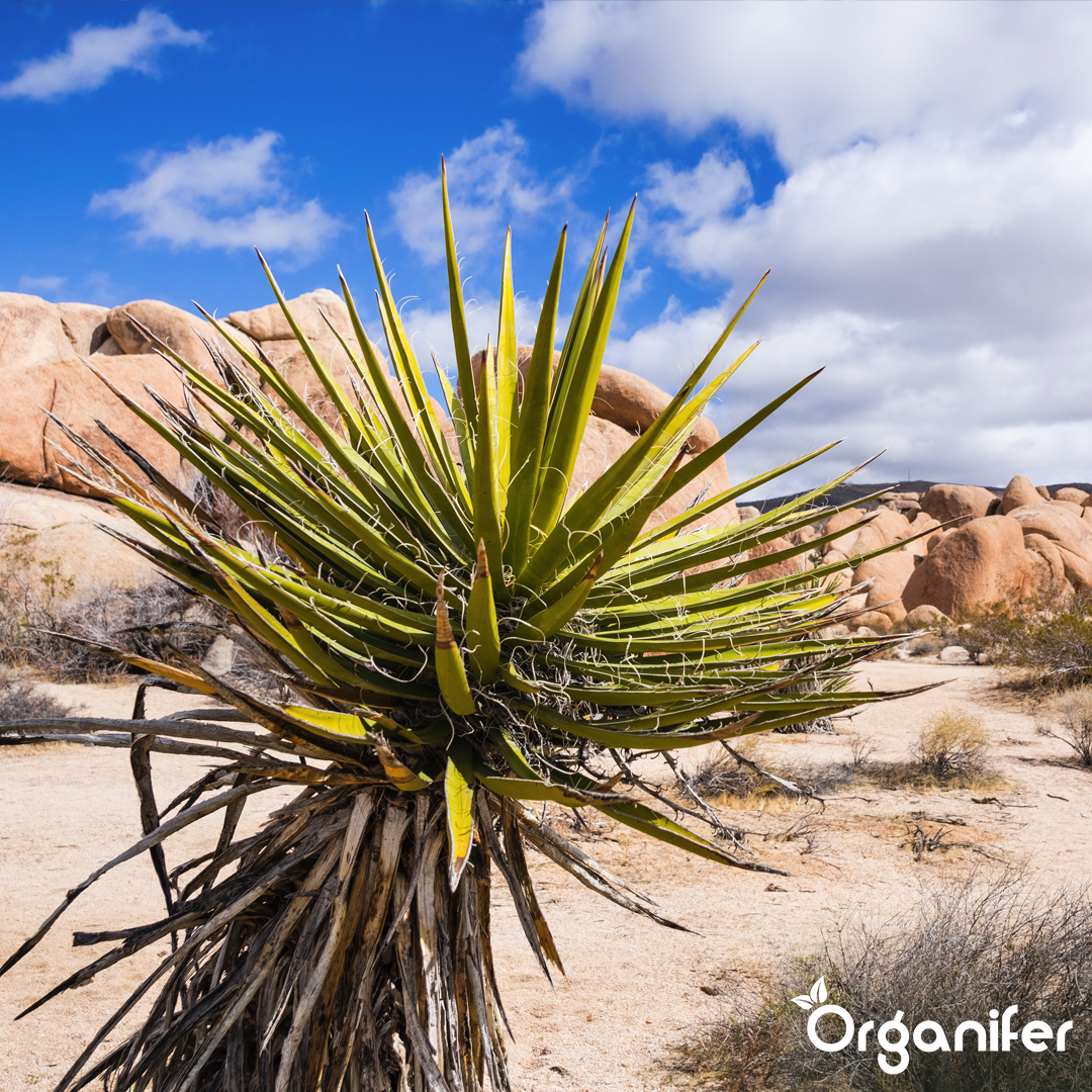 Organifer Yucca - Wetting Agent - 500 ml for 5000 m2 8719958992948 4
