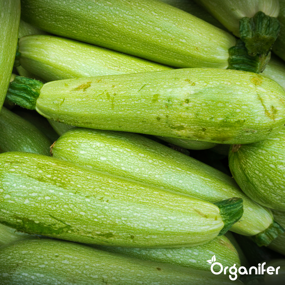 organifer-zucchini-liquid-fertiliser_2