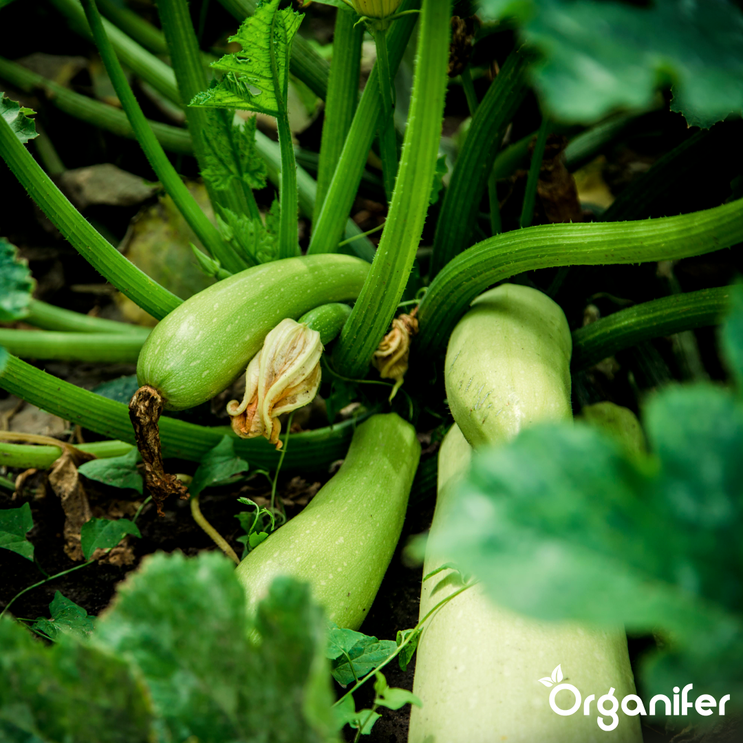 organifer-zucchini-liquid-fertiliser_2_34