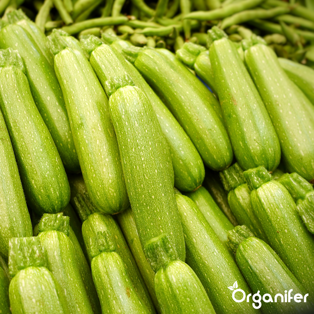 organifer-zucchini-liquid-fertiliser_5