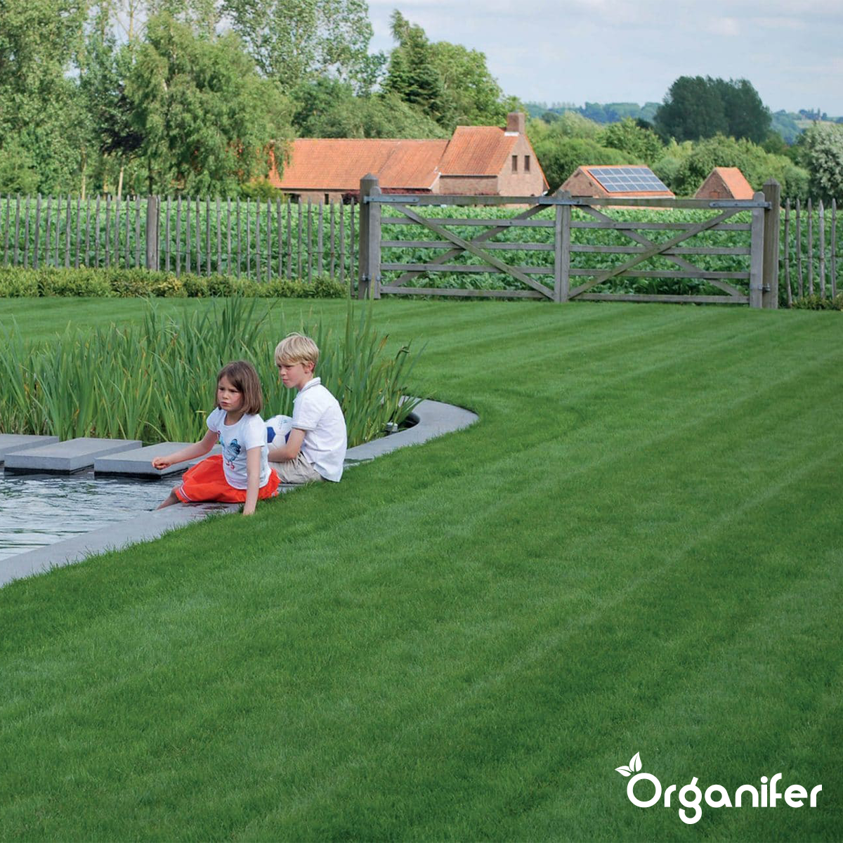 organifer_оrnamental-grass_seed_elegant