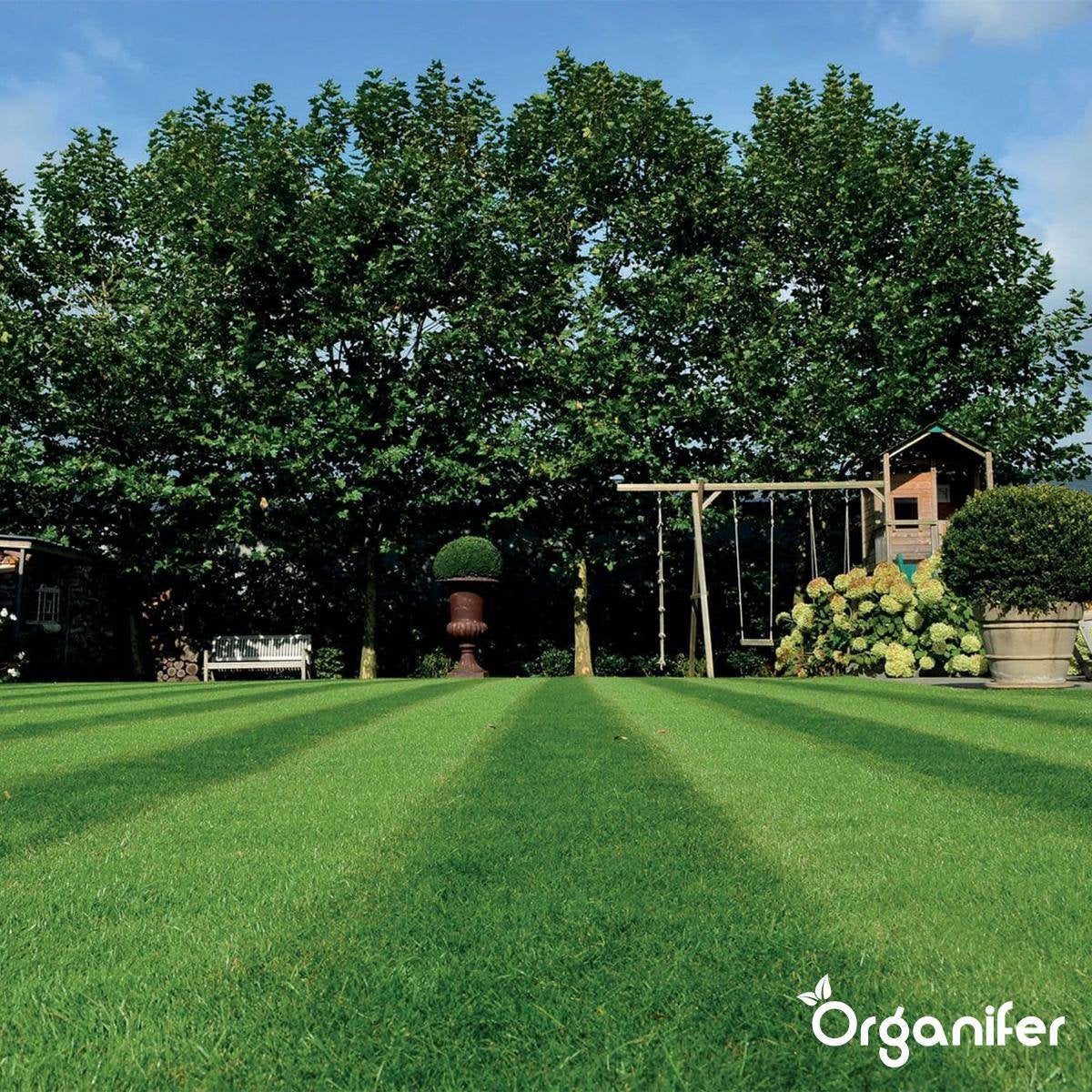 organifer_оrnamental-grass_seed_elegant