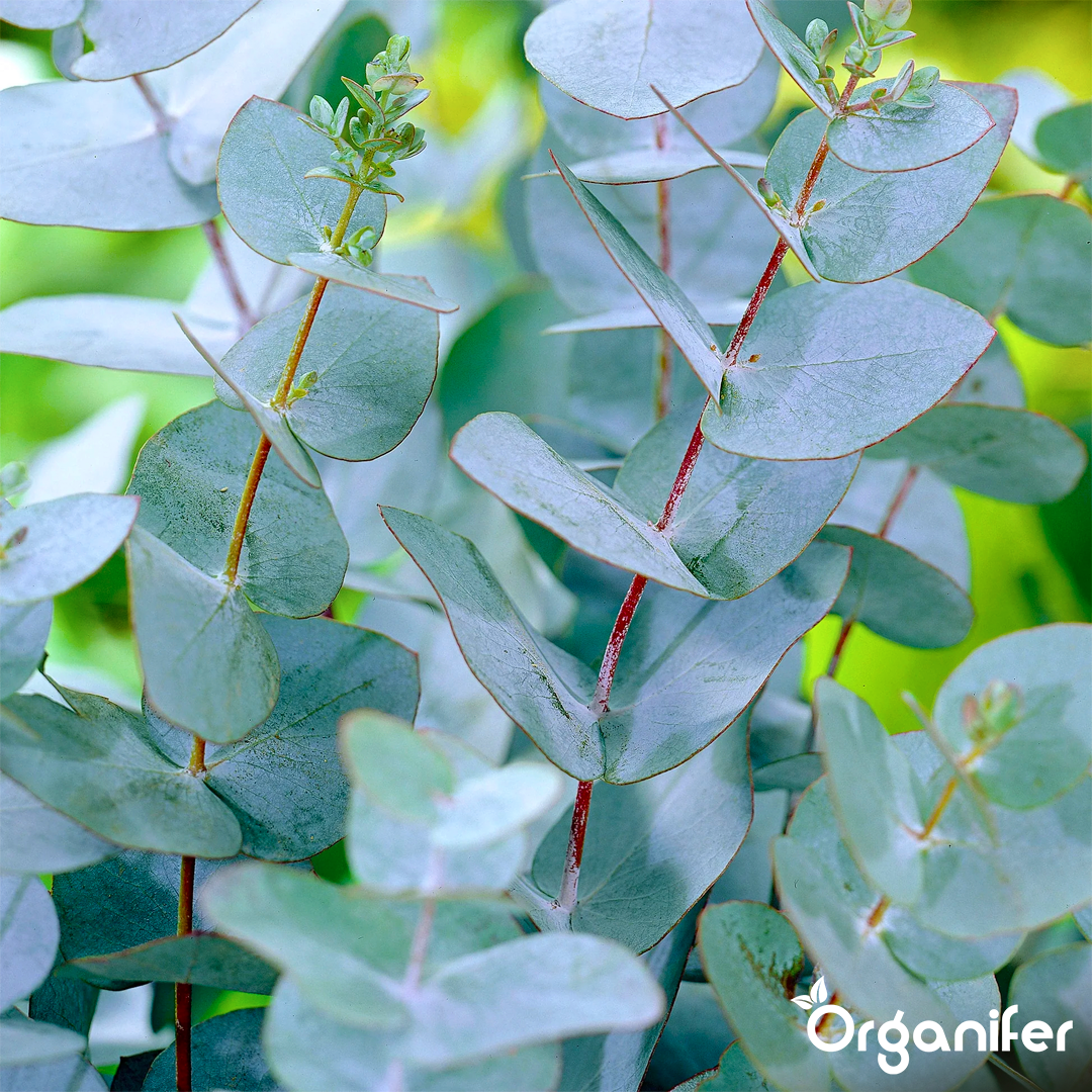 organifer_еucalyptus_liquid_fertiliser