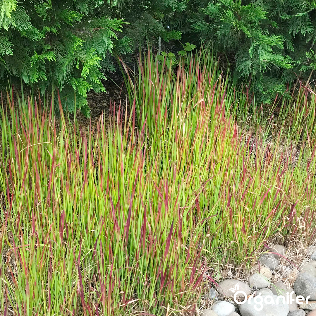 organifer_blood_grass_pic1