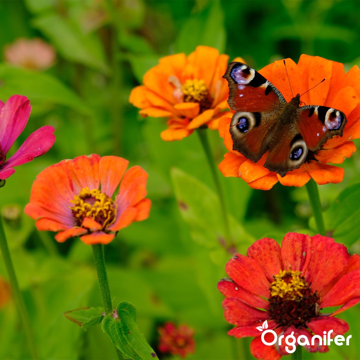 organifer_cutting_flower_mix_colour