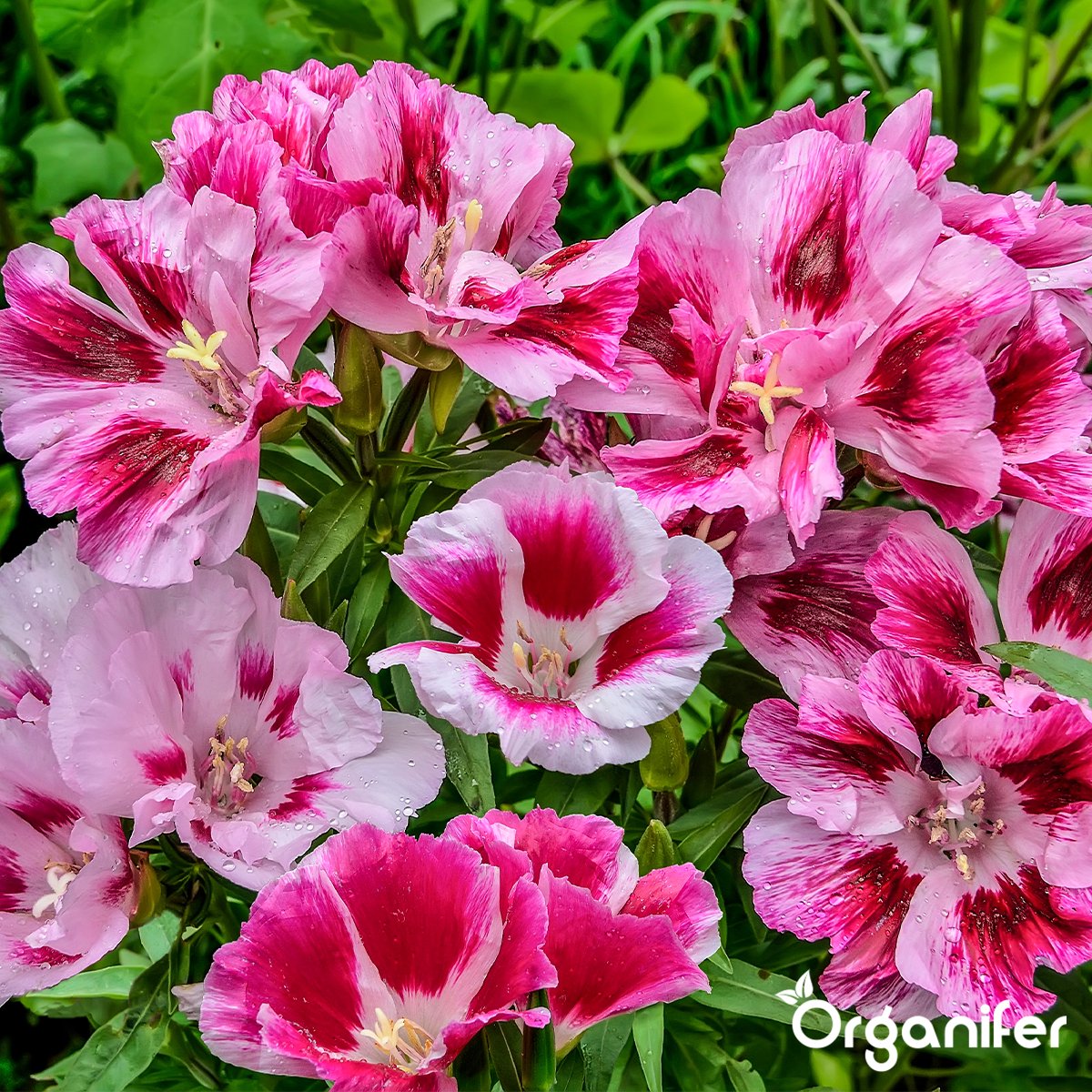 organifer_cutting_flower_mix_colour